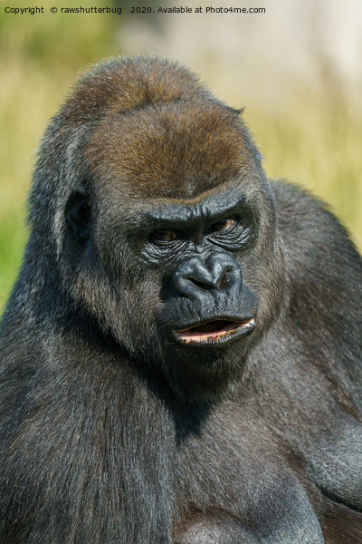 Gorilla Mother Picture Board by rawshutterbug 