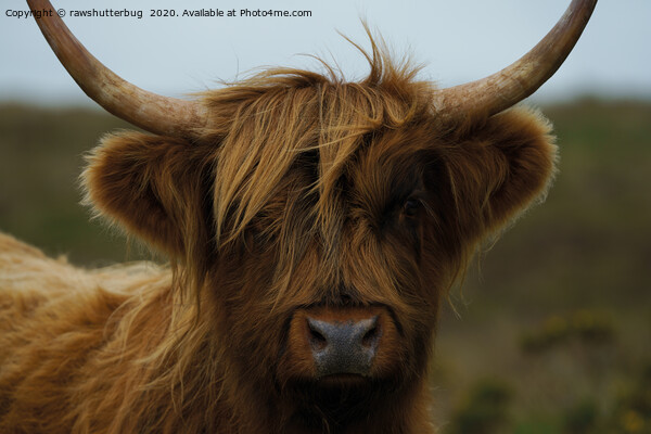 Highland Cow Face Picture Board by rawshutterbug 
