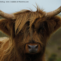 Buy canvas prints of Highland Cow Face by rawshutterbug 