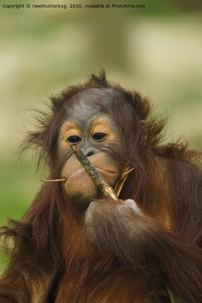 Funny Orangutan Baby Girl Picture Board by rawshutterbug 