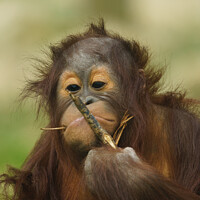 Buy canvas prints of Funny Orangutan Baby Girl by rawshutterbug 
