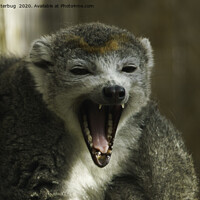Buy canvas prints of Yawning Crowned Lemur by rawshutterbug 