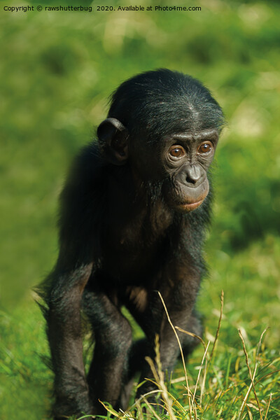 Baby Bonobo Picture Board by rawshutterbug 