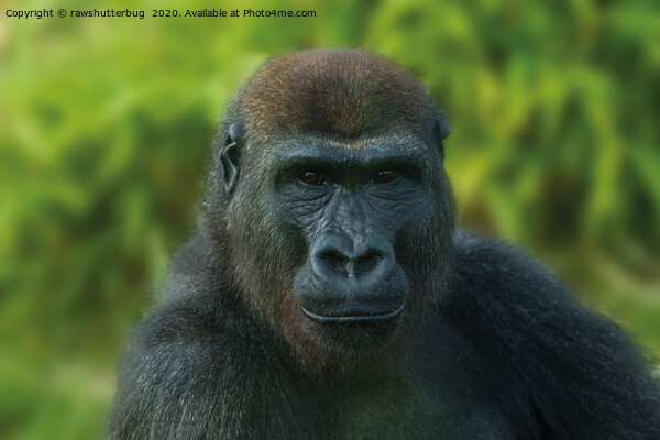 The One And Only Gorilla Lope Picture Board by rawshutterbug 