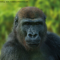 Buy canvas prints of The One And Only Gorilla Lope by rawshutterbug 