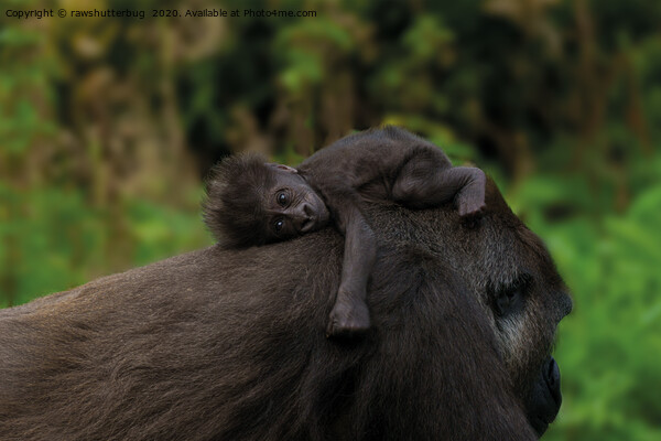 Baby Gorilla Holding On To Her Mother Picture Board by rawshutterbug 