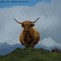 Buy canvas prints of Highland Cow On A Hill by rawshutterbug 