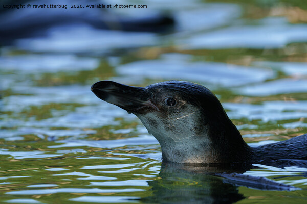Swimming Young Penguin Picture Board by rawshutterbug 