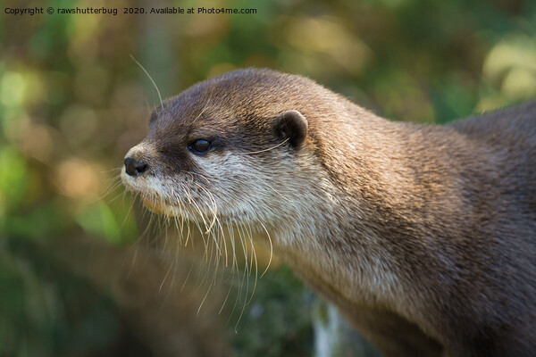 Otter In The Sun Picture Board by rawshutterbug 
