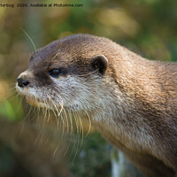 Buy canvas prints of Otter In The Sun by rawshutterbug 