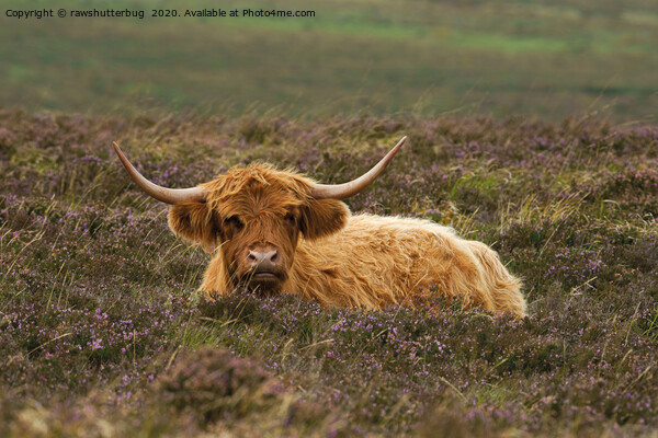 Highland Cow Resting In The Heathers Picture Board by rawshutterbug 