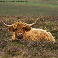 Buy canvas prints of Highland Cow Resting In The Heathers by rawshutterbug 