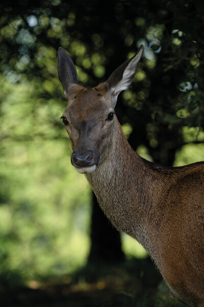 Red Deer Close-Up Picture Board by rawshutterbug 