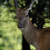 Buy canvas prints of Red Deer Close-Up by rawshutterbug 