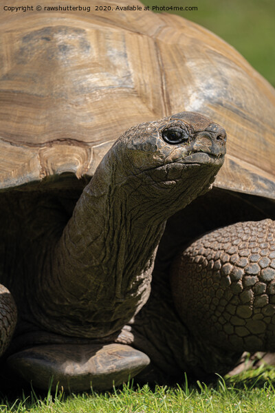 Giant Tortoise Picture Board by rawshutterbug 