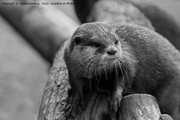 Otter Whiskers Picture Board by rawshutterbug 