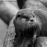 Buy canvas prints of Otter Whiskers by rawshutterbug 