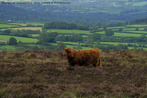 Highland Cows On The Moors Picture Board by rawshutterbug 