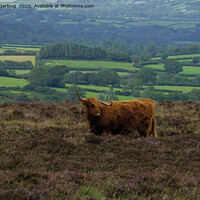 Buy canvas prints of Highland Cows On The Moors by rawshutterbug 