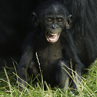 Buy canvas prints of Happy Baby Bonobo by rawshutterbug 