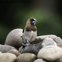 Buy canvas prints of Bengalese Finch by rawshutterbug 