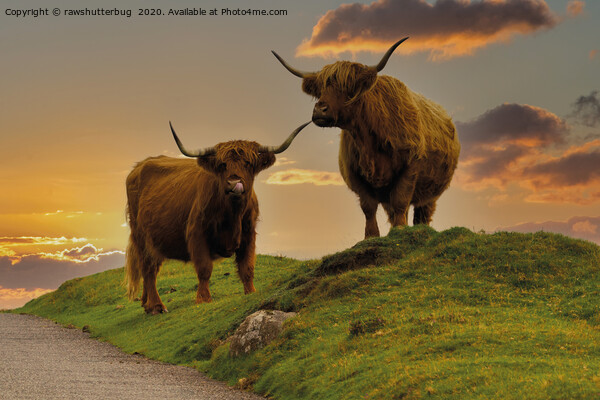 Highland Cows At Sunset Picture Board by rawshutterbug 