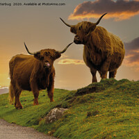 Buy canvas prints of Highland Cows At Sunset by rawshutterbug 