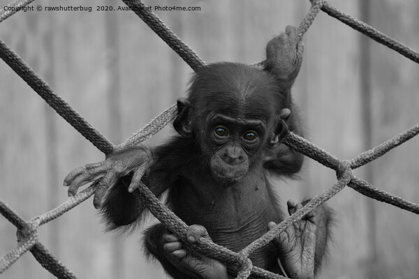 Bonobo Baby Likes To Climb Mono Picture Board by rawshutterbug 