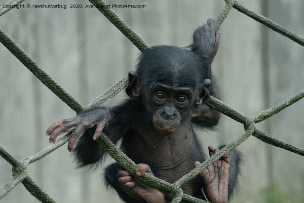 Bonobo Baby Likes To Climb Picture Board by rawshutterbug 