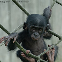 Buy canvas prints of Bonobo Baby Likes To Climb by rawshutterbug 