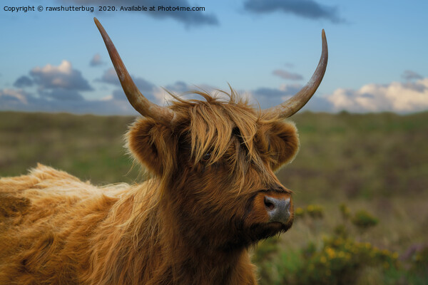 Highland Cow Gaze Picture Board by rawshutterbug 