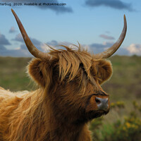 Buy canvas prints of Highland Cow Gaze by rawshutterbug 