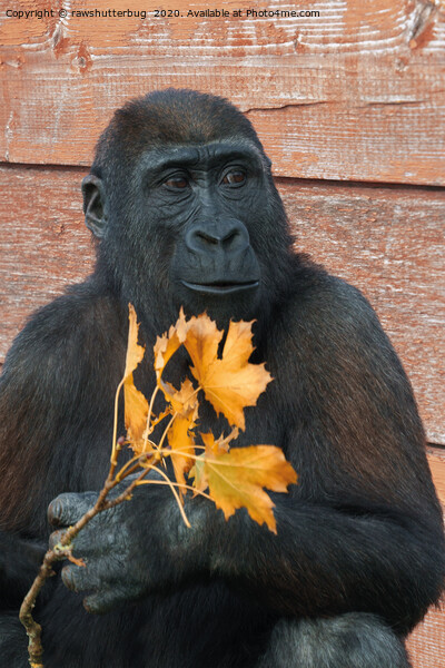 Gorilla Shufai With With An Autumn Leaf Picture Board by rawshutterbug 