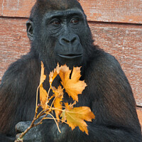 Buy canvas prints of Gorilla Shufai With With An Autumn Leaf by rawshutterbug 
