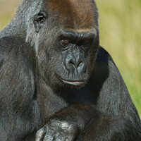 Buy canvas prints of Gorilla Asante With Her Inquisitive Look by rawshutterbug 