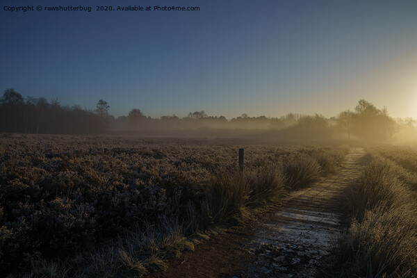 Frosty Morning At Chasewater Country Park Picture Board by rawshutterbug 