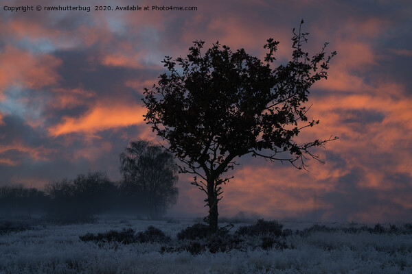 Frosty Sunrise At Chasewater Country Park Picture Board by rawshutterbug 