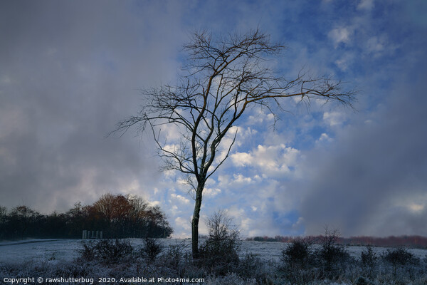 Single Tree At A Frosty Chasewater Country Park Picture Board by rawshutterbug 