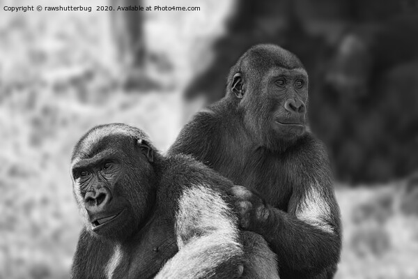 Gorilla Brothers Picture Board by rawshutterbug 