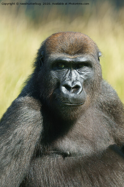 Gorilla Lope  Picture Board by rawshutterbug 