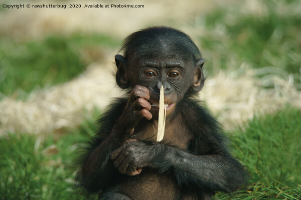 Bonobo Baby Picture Board by rawshutterbug 