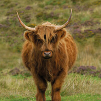 Buy canvas prints of Rugged Highland Cow by rawshutterbug 