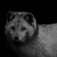 Buy canvas prints of Arctic Fox by rawshutterbug 