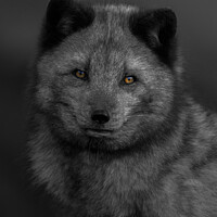 Buy canvas prints of Arctic Fox Looking You by rawshutterbug 