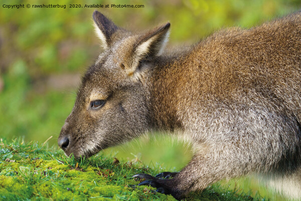 Bennett Wallaby Close-Up Picture Board by rawshutterbug 