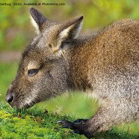 Buy canvas prints of Bennett Wallaby Close-Up by rawshutterbug 