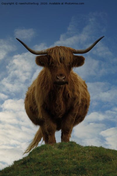 Highland Cow On A Hill Picture Board by rawshutterbug 