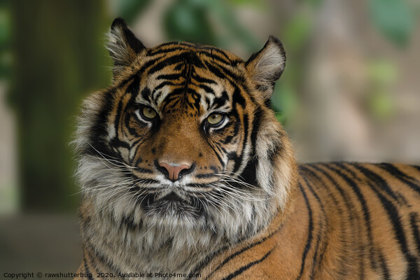 Sumatran Tiger Close-Up Picture Board by rawshutterbug 
