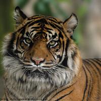 Buy canvas prints of Sumatran Tiger Close-Up by rawshutterbug 