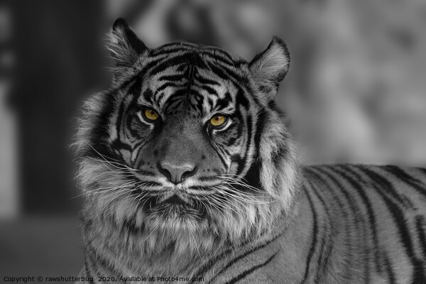Mesmerizing Gaze of the Endangered Sumatran Tiger Picture Board by rawshutterbug 